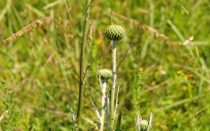 Graham's Thistle is relatively rare in the United States where it is limited in distribution to portions of Arizona and New Mexico. Plants prefer various high elevation habitats including pine forest opening, evergreen oak communities, closed grassy basins, meadows and other damp soil. Cirsium grahamii